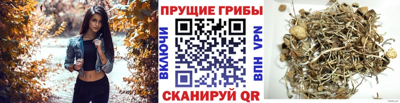 Купить  Арзамас  Псилоцибиновые грибы мухоморы 